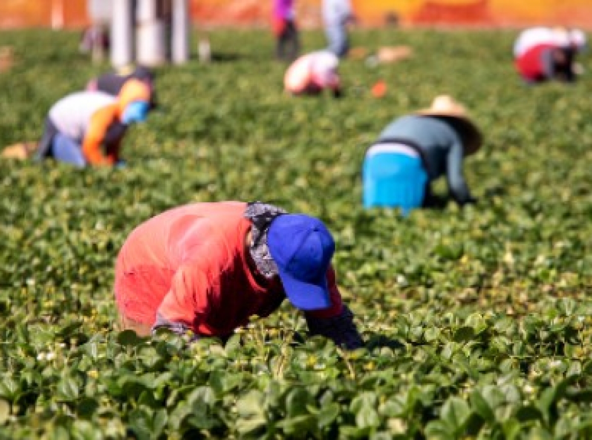 UN Agency Confirms It is Assisting US in Returning Undocumented Migrants to Their Home Countries