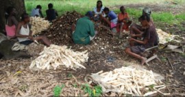 Cassava peelers in Haiti (MIC Photo)