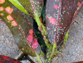 Plant affected by croton scale (file photo)