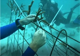 Divers replanting staghorn corals at Carlisle Bay (BGIS photo)