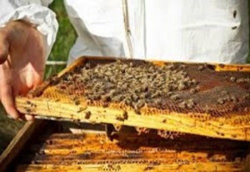 BEEHONE