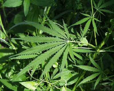 CANNabi