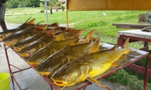 frefishw