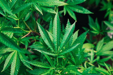 hemp2020
