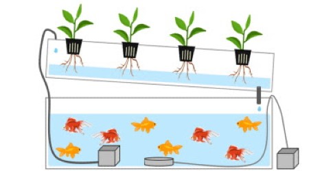 PLAntFISH