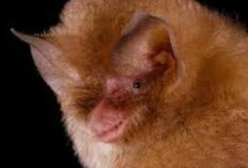 batspec