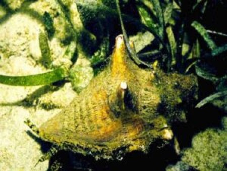 conchSHEL