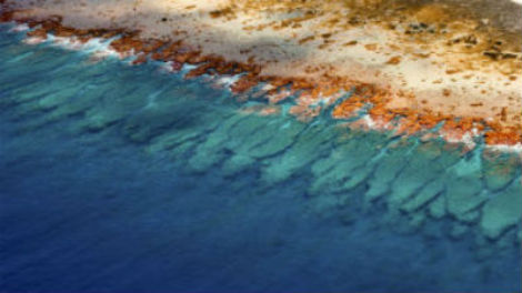 coral reef