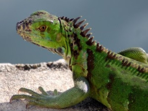 iguanalu