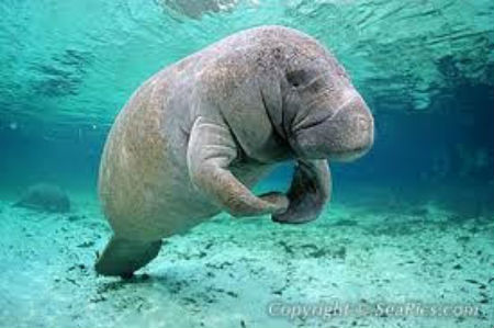 manatee