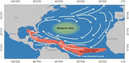 sargasso