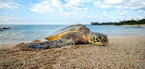sea turtles