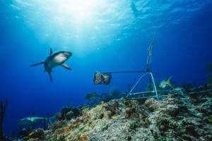 sharks