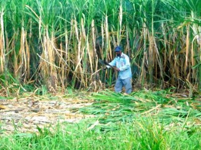 CANeMAN