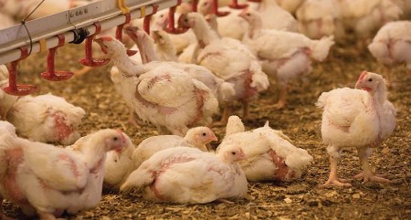 birdflu