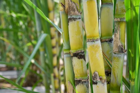 caneSUGAR