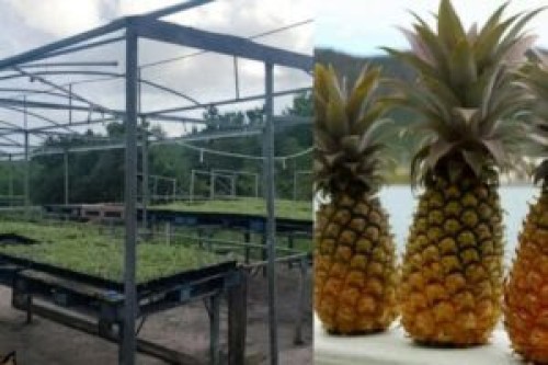 pineapplef