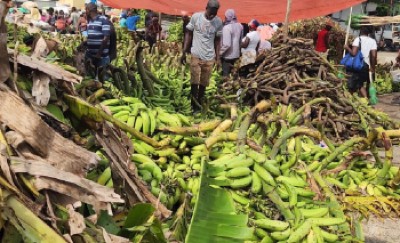 plantain