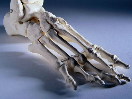 cartilage joints