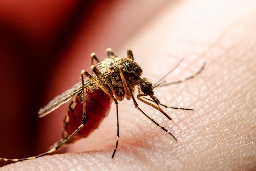 mosdengue