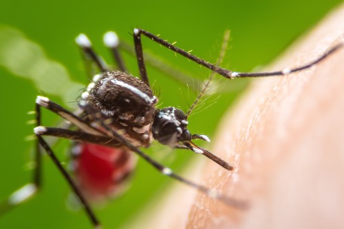 mosqut