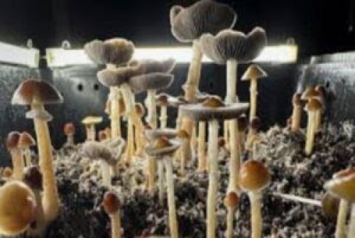 mushroom