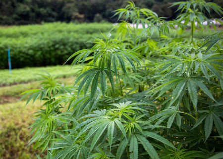 hemp