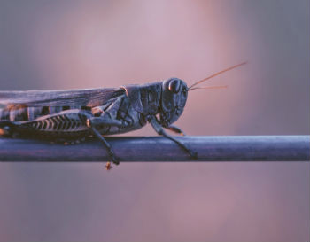 locust