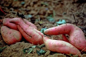 sweet potato