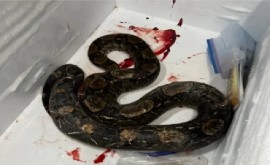 One oof the five boas killed in St. Lucia (Forestry Department Photo)