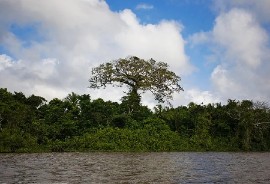 Corentyne River (File Photo)