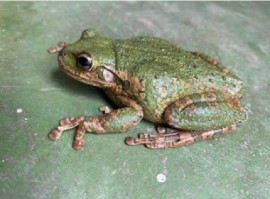 Cuban Tree Frog
