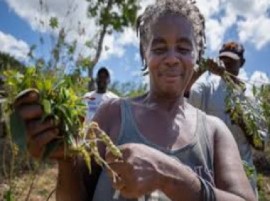 Haitian farmers in the country’s Northwest Department (NWD) (File Photo)