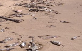 Hundreds of dead fish wash up on the beach of Galibi.