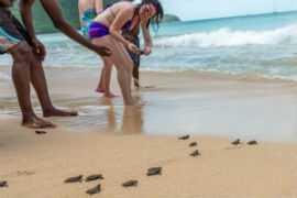 Baby sea turtles on their way to the ocean at Reduit Beach near Bay Gardens in St. Lucia.