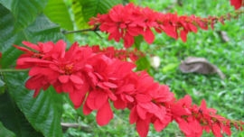 Chaconia