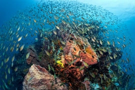 World-class diving is available right off the shores of Anse Chastanet in St. Lucia.