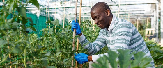 The publication highlights the importance of incorporating small farmers into modern agriculture. (Photo credit: IICA)