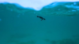 Image by: Frank Papushka/UNEP