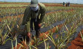 Photo courtesy of Cuba's Ministry of Agriculture