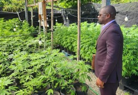 Minister of Agriculture, Fisheries and Marine Resources, Cooperatives, Entrepreneurship and Creative Economy Samal Mojah Duggins at a cannabis farm.