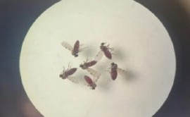 OROV is transmitted by bites of an insect commonly known as a midge, as well as by the Culex mosquito (PAHO Photo).