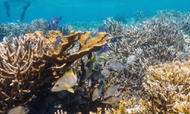 Coral reefs in Laughing Bird Caye, the southernmost island in the Belize Barrier Reef. (Photograph: Fragments of Hope/Lisa Carne)