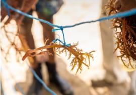 The fast-growing and self-cleaning Eucheuma cottonii species produces the quantity and quality of sea moss needed for profitable commercial production. ©FAO/Chris Davis
