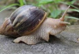 Giant African Snails (File Photo)
