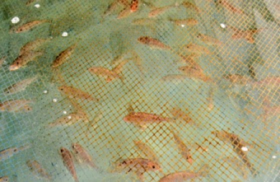 Red snapper fingerlings ahead of being transferred to bigger sea cages (JIS Photo)