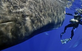 Sperm male in Dominican waters (file Photo)