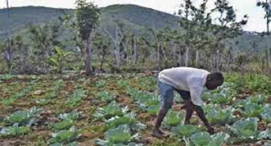 IMF says Haiti’s economy will stabilse at 1.5 per cent next year